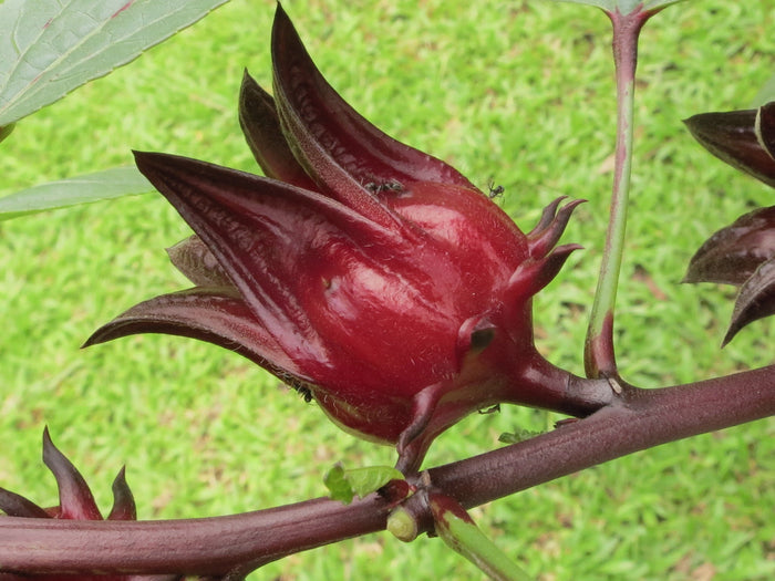 Roselle   Hibiscus sabdariffa   5 Seeds