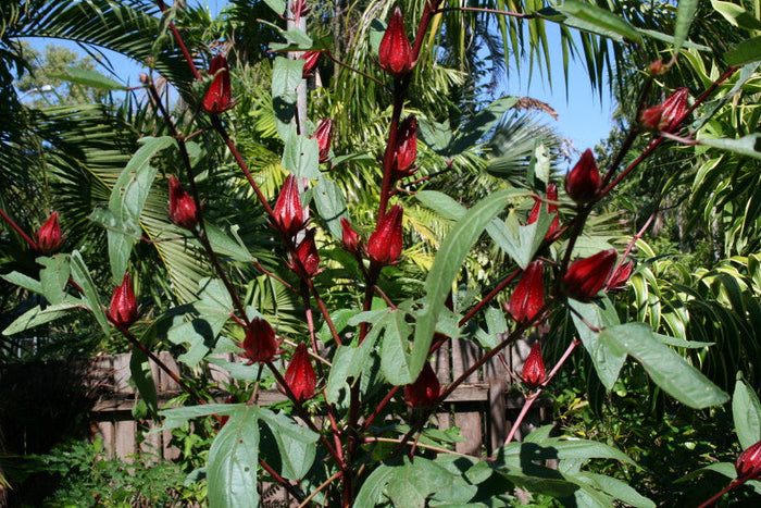 Roselle   Hibiscus sabdariffa   5 Seeds