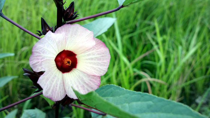 Roselle   Hibiscus sabdariffa   5 Seeds