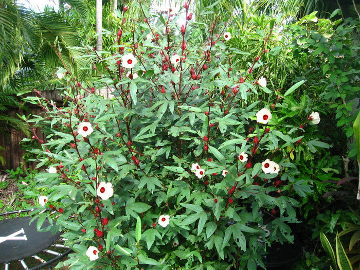 Roselle   Hibiscus sabdariffa   5 Seeds