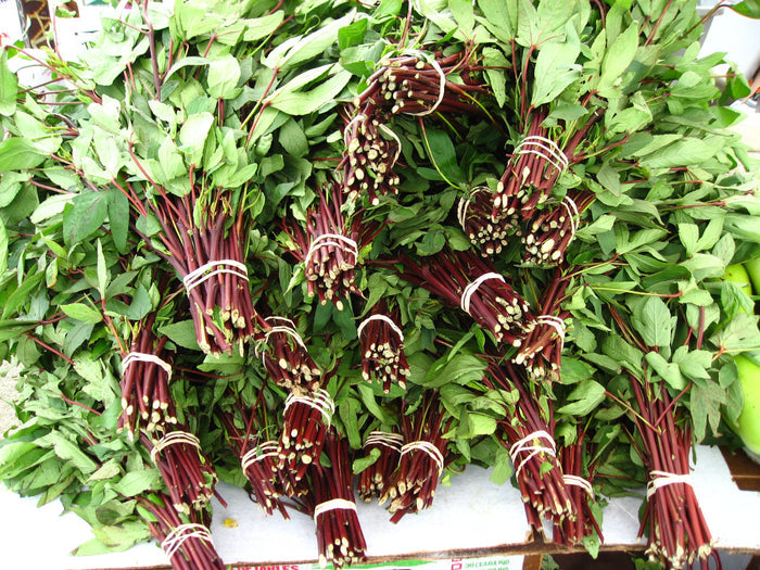 Roselle   Hibiscus sabdariffa   5 Seeds