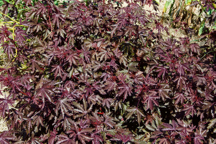Roselle   Hibiscus sabdariffa   5 Seeds