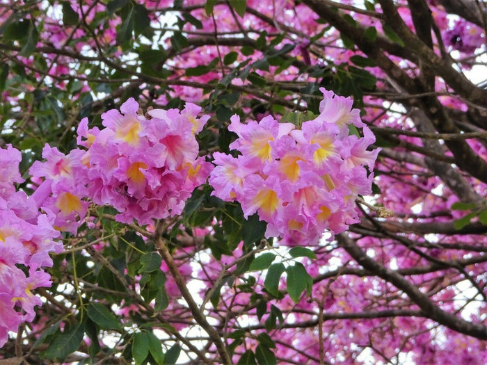 Rosy Trumpet Tree   10 Seeds   Tabebuia rosea