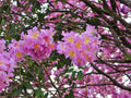 Rosy Trumpet Tree   10 Seeds   Tabebuia rosea