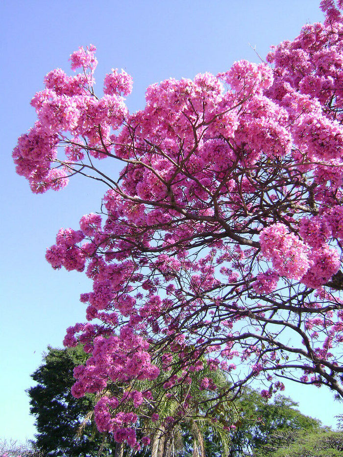 Rosy Trumpet Tree   10 Seeds   Tabebuia rosea