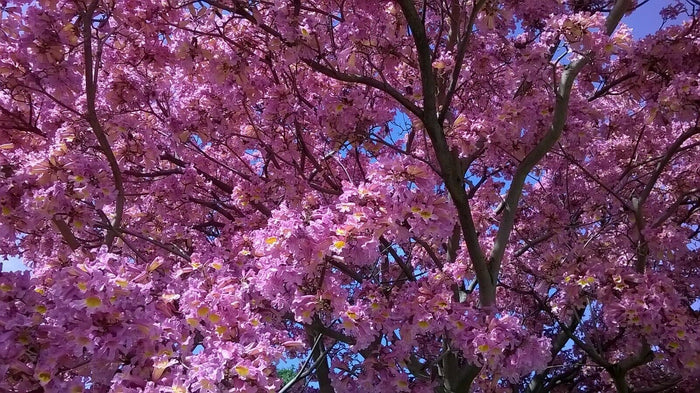 Rosy Trumpet Tree   10 Seeds   Tabebuia rosea