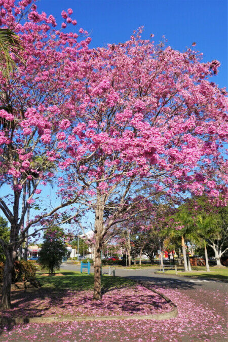 Rosy Trumpet Tree   10 Seeds   Tabebuia rosea