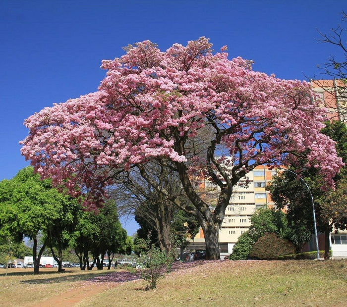 Rosy Trumpet Tree   10 Seeds   Tabebuia rosea