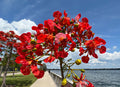 Royal Poinciana   10 Seeds   Delonix regia