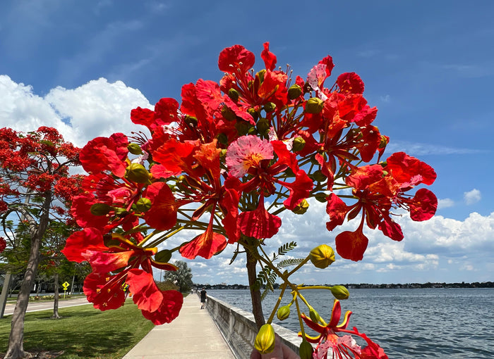 Royal Poinciana   10 Seeds   Delonix regia