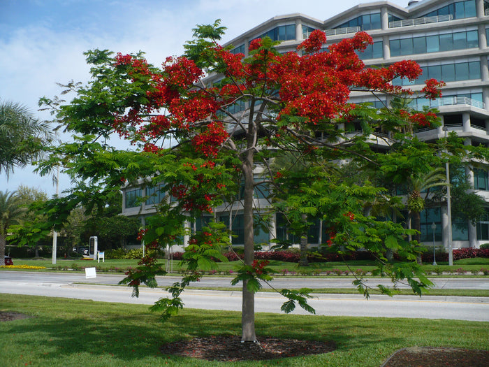 Royal Poinciana   10 Seeds   Delonix regia