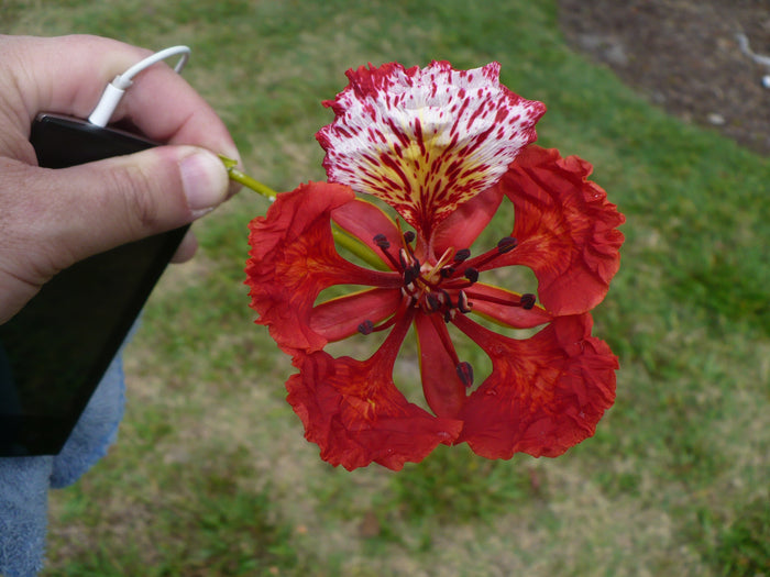 Royal Poinciana   10 Seeds   Delonix regia