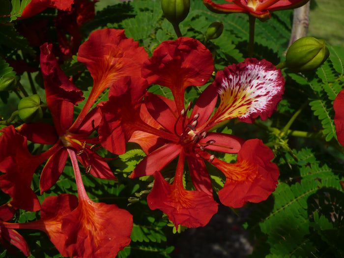 Royal Poinciana   10 Seeds   Delonix regia