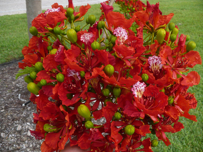 Royal Poinciana   10 Seeds   Delonix regia