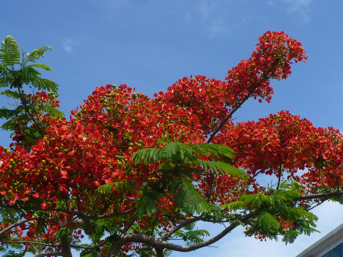 Royal Poinciana   10 Seeds   Delonix regia