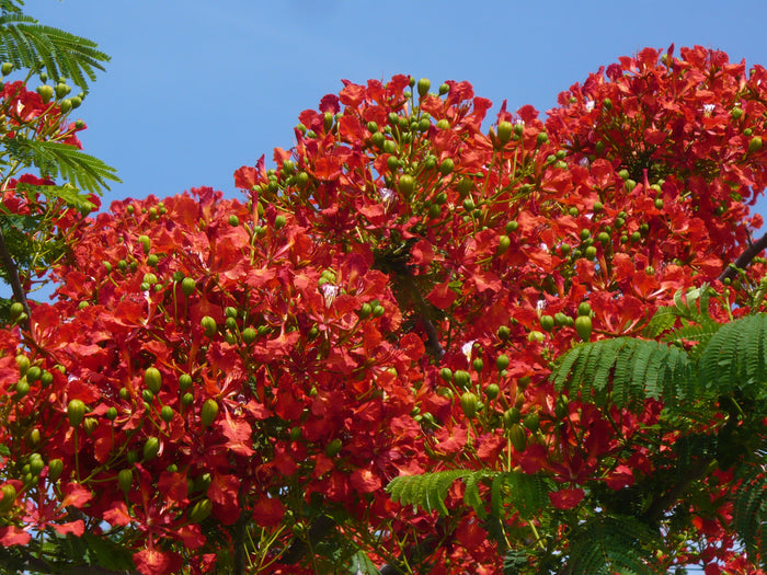 Royal Poinciana   10 Seeds   Delonix regia