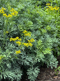 Rue Ruta graveolens 100 Seeds