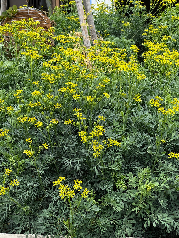 Rue Ruta graveolens 100 Seeds