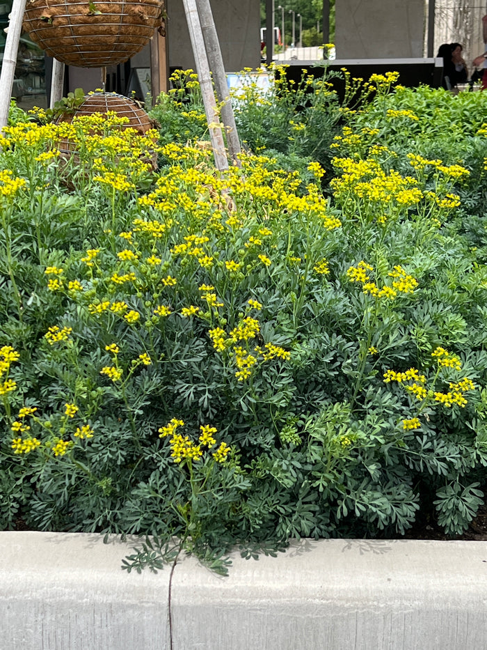 Rue Ruta graveolens 100 Seeds