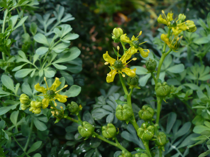 Rue Ruta graveolens 100 Seeds