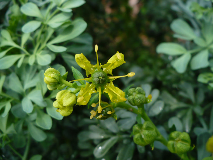 Rue Ruta graveolens 100 Seeds