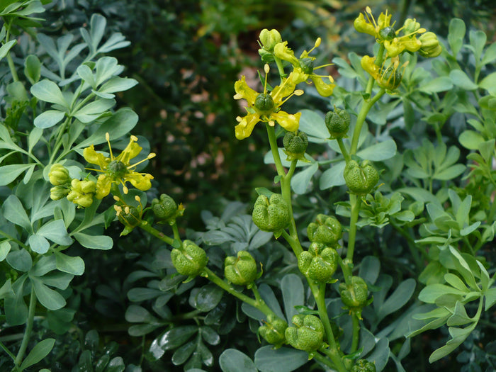 Rue Ruta graveolens 100 Seeds