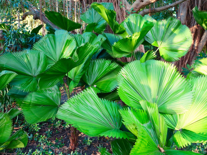 Ruffled Fan Palm  Licuala grandis  10 Seeds