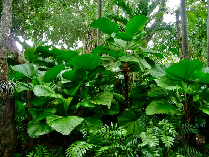 Ruffled Fan Palm  Licuala grandis  10 Seeds