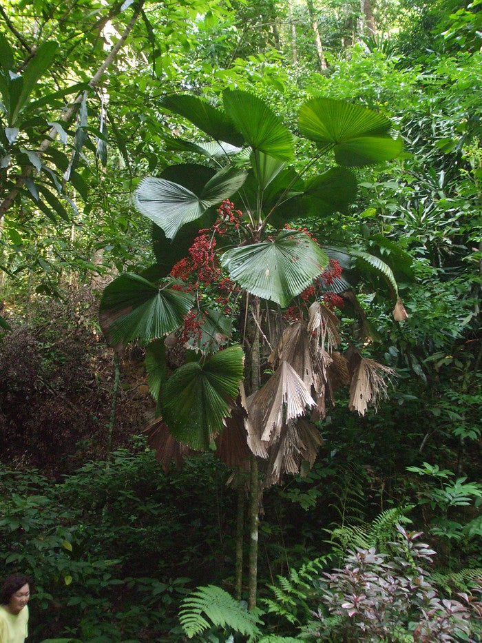 Ruffled Fan Palm  Licuala grandis  10 Seeds