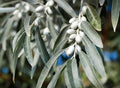 Russian Olive Elaeagnus angustifolia 100 Seeds