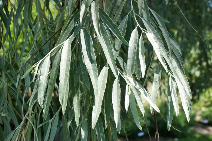 Russian Olive Elaeagnus angustifolia 100 Seeds