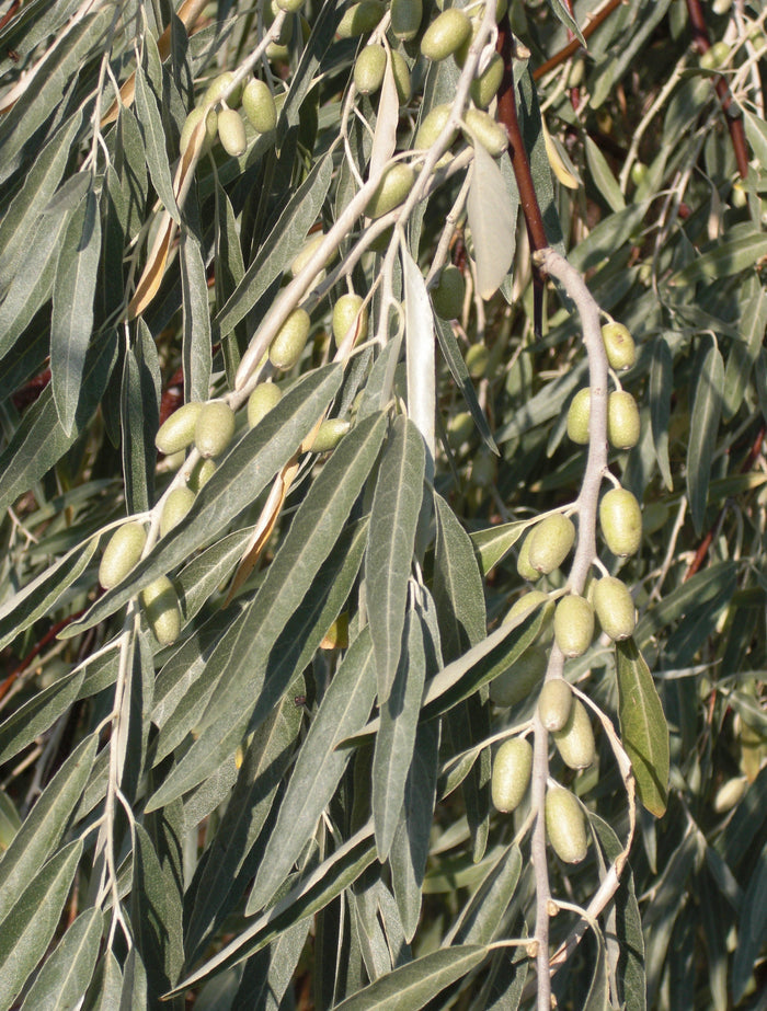Russian Olive Elaeagnus angustifolia 100 Seeds