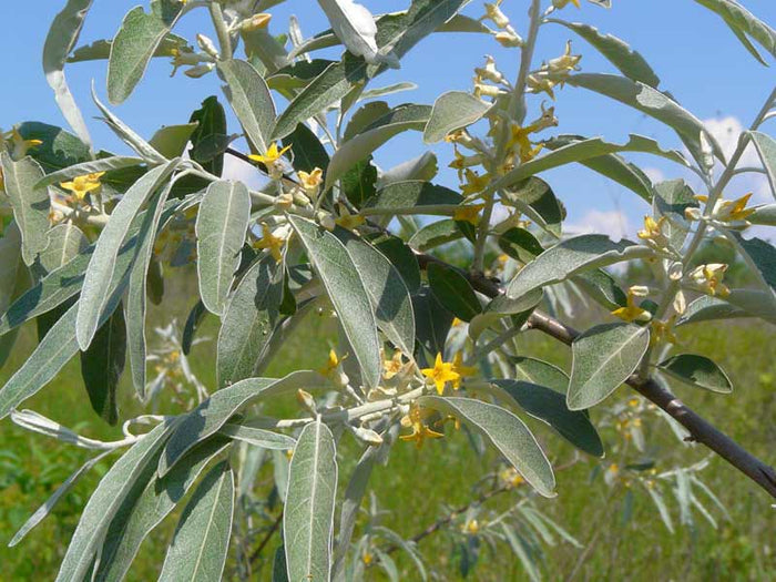 Russian Olive Elaeagnus angustifolia 100 Seeds