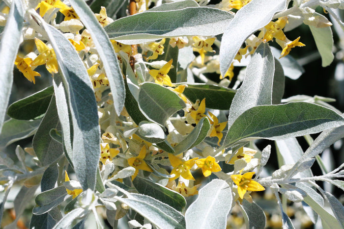 Russian Olive Elaeagnus angustifolia 100 Seeds