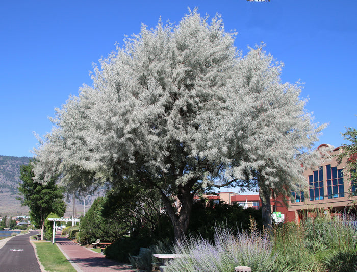 Russian Olive Elaeagnus angustifolia 100 Seeds