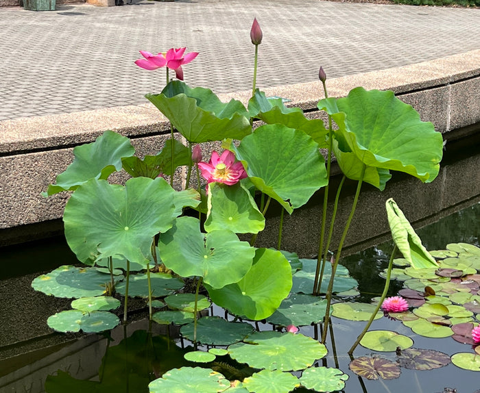 Sacred Lotus Nelumbo nucifera 10 Seeds