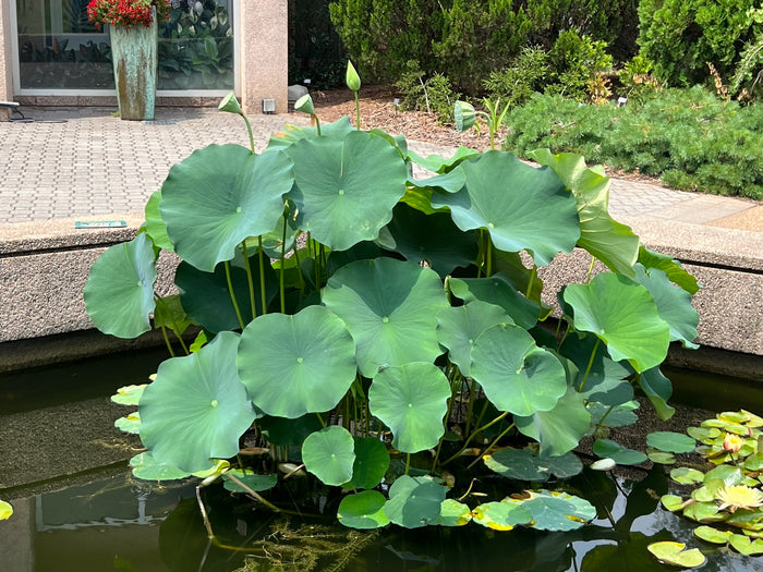Sacred Lotus Nelumbo nucifera 10 Seeds