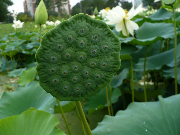 Sacred Lotus Nelumbo nucifera 10 Seeds