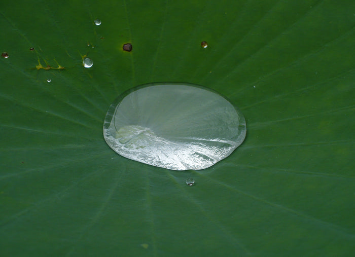 Sacred Lotus Nelumbo nucifera 10 Seeds