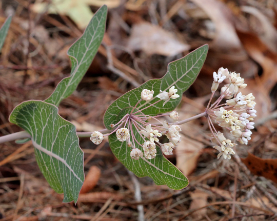 Sandhill Milkweed 10 Seeds Asclepias humistrata