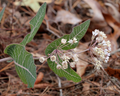 Sandhill Milkweed 10 Seeds Asclepias humistrata