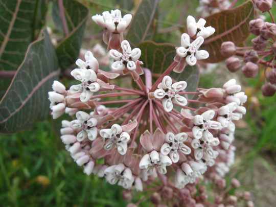 Sandhill Milkweed 10 Seeds Asclepias humistrata