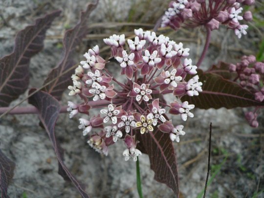 Sandhill Milkweed 10 Seeds Asclepias humistrata