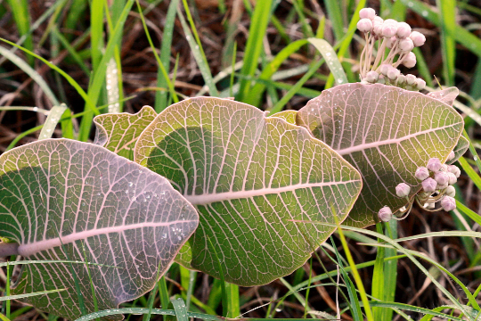 Sandhill Milkweed 10 Seeds Asclepias humistrata