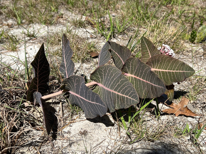 Sandhill Milkweed 10 Seeds Asclepias humistrata