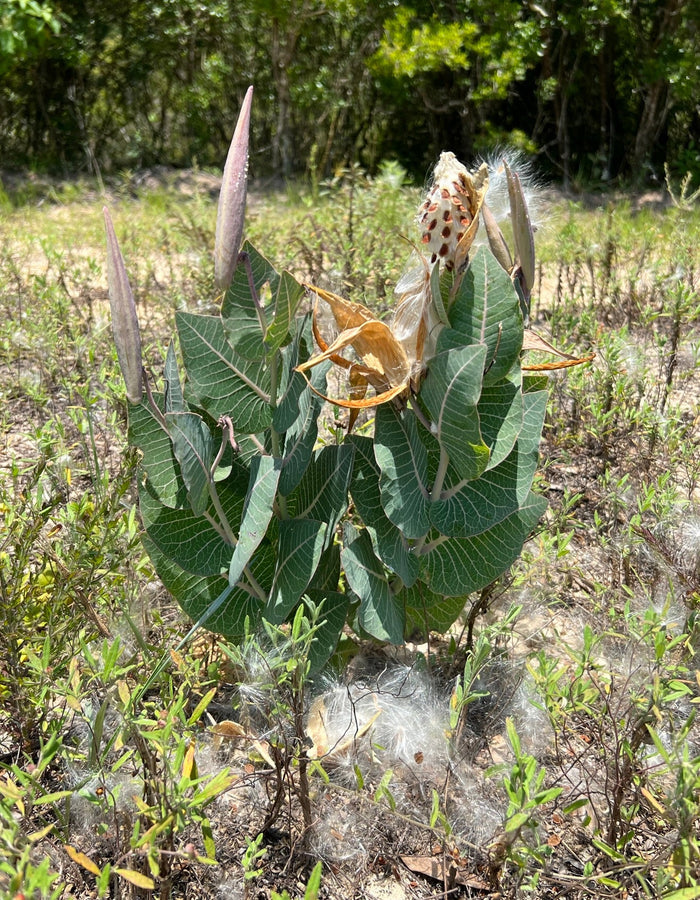 Sandhill Milkweed 10 Seeds Asclepias humistrata