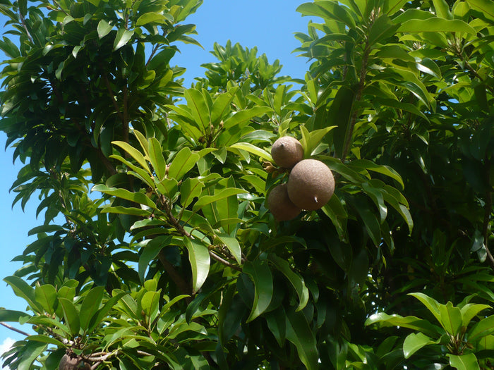 Sapodilla  Manilkara zapota  10 Seeds