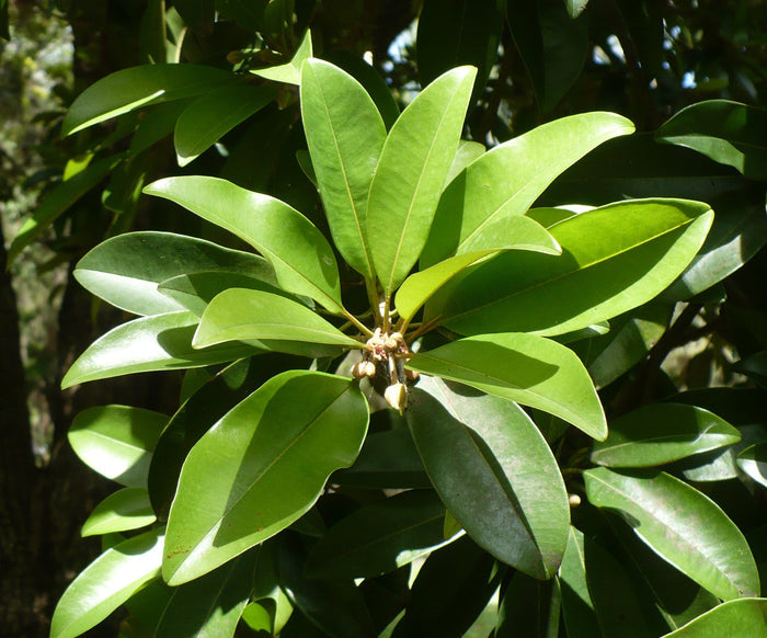Sapodilla  Manilkara zapota  10 Seeds