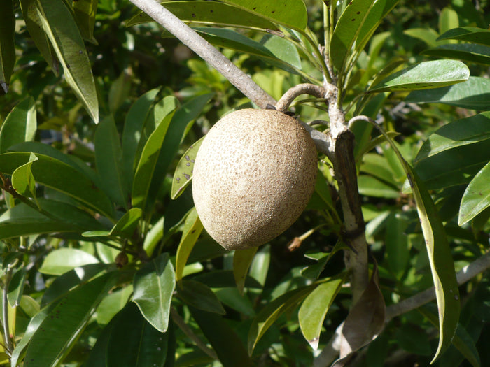 Sapodilla  Manilkara zapota  10 Seeds