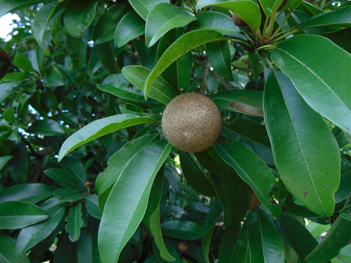 Sapodilla  Manilkara zapota  10 Seeds